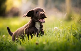 Картинка Alice Loder, спаниель, трава, щенок, природа, животное, собака