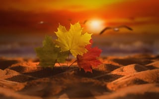 Картинка листья, осень, закат, природа, солнце, птицы