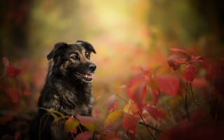 Обои животное, листья, ветки, природа, собака, осень, пёс