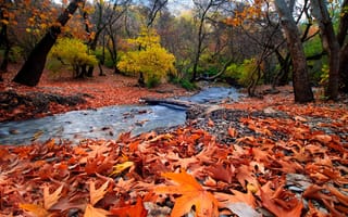 Картинка Saeed Younesi, горы, природа, ручей, осень, листья, пейзаж, лес