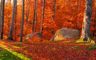 Картинка лес, природа, Осень, Украина
