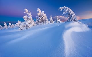 Картинка снег, ели, Румыния, белизна, Szabo Zsolt Andras, гора Владешас
