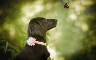Картинка профиль, животное, природа, бабочка, пёс, боке, собака
