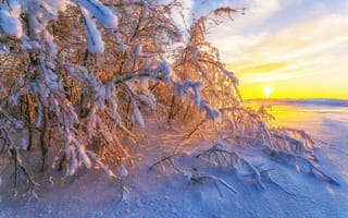 Картинка После снегопада, солнце, деревья, ветки, Сагайдак Павел