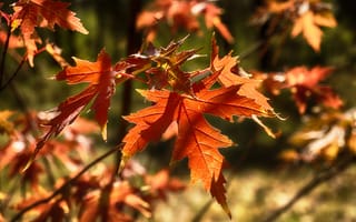 Картинка осень, дерево, листья, клен, солнечный свет, Михаил MSH