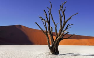 Картинка Мертвые деревья, красные дюны мертвых, anshar, Акация