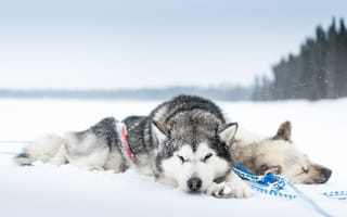 Обои собаки, отдых, сон, природа, Хаски, Зима, снег