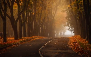 Картинка утро, Aleksandr Kljuchenkow, осень, дорога, рассвет, туман