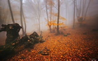 Картинка лес, Виктор Лебедь, туман, осень, деревья