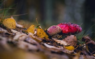 Картинка осень, грибы, мухоморы, листья, макро, природа