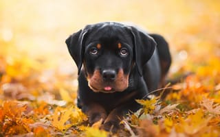 Картинка собака, листья, ротвейлер, щенок, осень