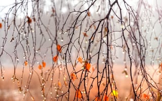 Картинка Гордеев Эдуард, листья, осень, ветки, берёза, вода, природа, капли, дождь