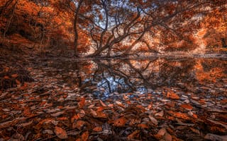 Картинка природа, отражение, деревья, осень, листья, озеро