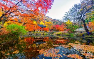 Картинка цвета осени, Национальный парк, Naejangasan, Thomas Kong, Корея