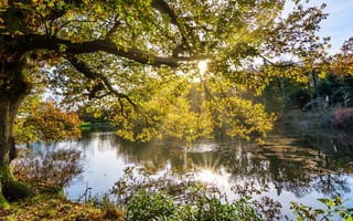 Картинка солнце, деревья, осень, река