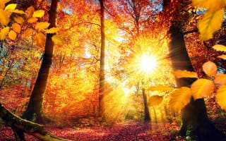 Обои природа, осень, солнце, лучи, листья, деревья
