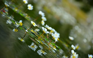 Картинка цветы, фотограф Katrin Suroleiska, вода, природа