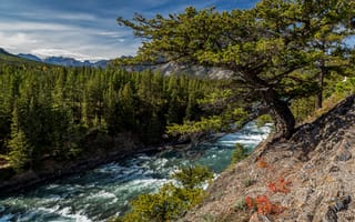 Картинка Канада, Деревья, Река, Банф, Природа