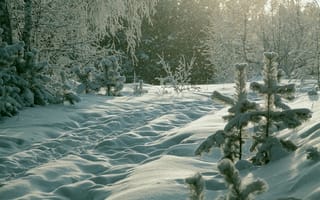 Картинка елки, сугробы, снег, Николай М, лес