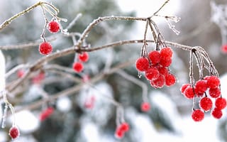 Картинка зима, калина, макро, ягоды