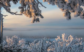Картинка природа, кусты, сосна, дерево, зима, снег, ветки