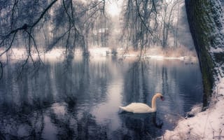 Картинка природа, пруд, деревья, снег, зима, птица, лебедь, ветки