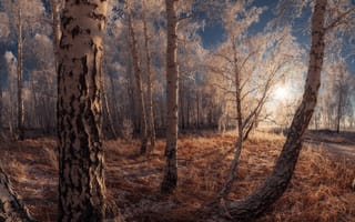 Картинка Морозный звон, свет, деревья, лес, marateaman, изморозь, трава