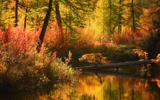 Картинка Осень в лесу, Колыма, Максим Евдокимов
