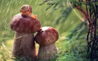 Картинка грибы, улитка, хвоя, макро, ветка, Julia Voinich, природа, паутина, дождь