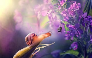 Картинка Julia Voinich, макро, улитка, цветы, пчела, природа