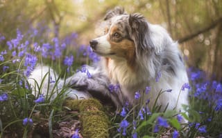 Картинка собаки, природа, цветы, весна