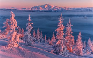 Картинка Владимир Рябков, Колыма, деревья, снега, закат, пейзаж, вечер, склон, ели, зима, горы, природа