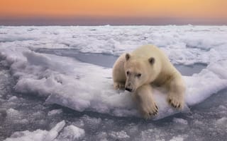 Обои Дмитрий Архипов, медведь, животное, океан, лёд, хищник