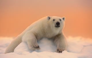 Обои Дмитрий Архипов, снег, медведь, лёд, животное, хищник