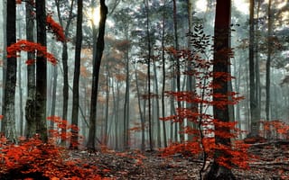 Обои природа, осень, туман, деревья, лес, листья
