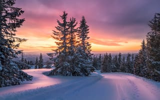 Картинка зима, гора, Jorn Allan Pedersen, спуск, фотограф, ели, снег