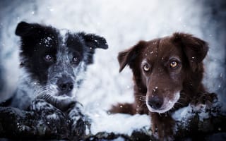 Картинка собаки, зима, снег