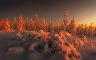 Картинка ели, сугробы, восход, Tomasz Rojek, холод, снег