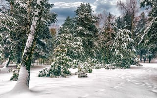 Картинка лес, снег, сосны, деревья, зима, березы, прогулка, Михаил MSH