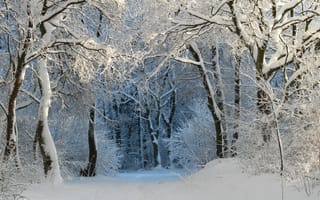 Картинка природа, деревья, зима, аллея, снег