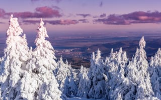 Картинка природа, ели, панорама, пейзаж, зима, деревья, снег