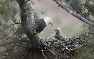 Картинка белоголовый орлан, птицы, гнездо