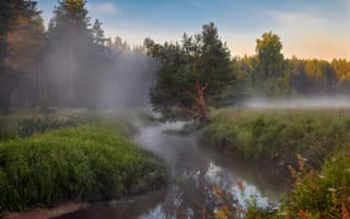 Картинка лес, Нeger (Роман), река Шередарь, осока, туман