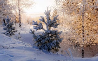 Картинка лес, свет, снег, ели, зима