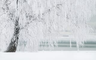 Обои зима, белый, дерево, ветки, снег