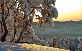 Картинка Hannu Koskela, природа, деревья, зима, ели, снег