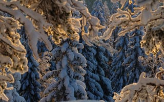 Обои Hannu Koskela, природа, деревья, снег, ели, ёлки, ветки, зима