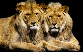 Обои львы, взгляд