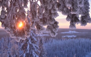 Картинка Hannu Koskela, ветки, сосна, природа, снег, зима, солнце, деревья