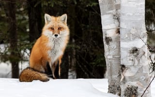 Картинка Peter Darcy, зима, деревья, лисица, животное, природа, лиса, берёзы